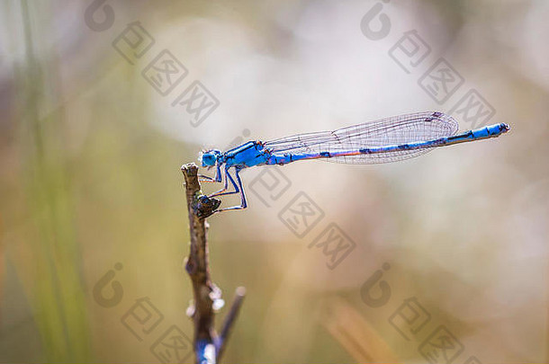 普通蓝豆娘、普通蓝豆娘或北方蓝豆娘（Enalagma cyathigerum）的宏观特写镜头，它们靠在绿草的叶子上，<strong>展翅飞翔</strong>