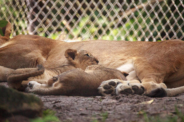 非洲狮幼崽Panthera leo在母狮的哺育下长大。