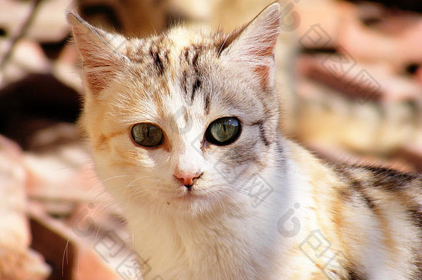 猫咪图片，猫咪图片，最美丽的猫咪图片，可爱的猫咪，天真的猫咪图片，特写猫咪图片，棕色猫咪，货车猫咪，眼睛
