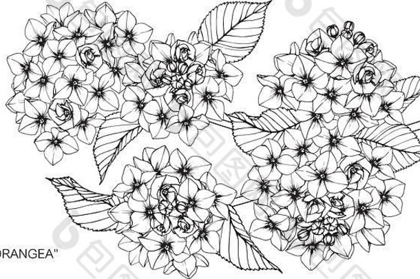 绣球花花画插图黑色的白色行艺术