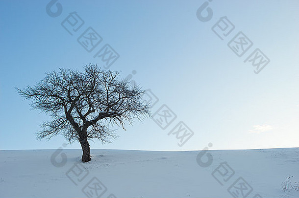 冬季景观中的单株<strong>树</strong>