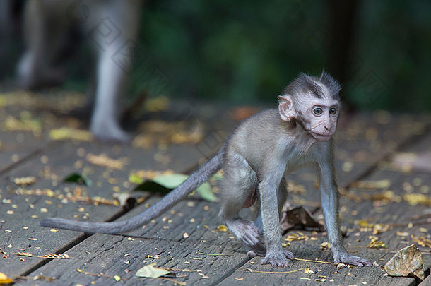 长尾短尾猿猴子。fascicularis婴儿bukittimah自然储备新加坡