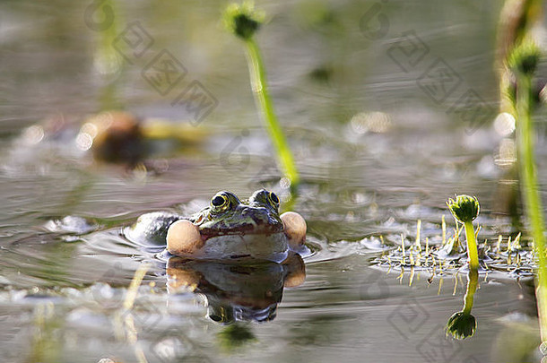 可食用的青蛙pelophylaxesculentus哇哇叫池塘法兰克福德国春天