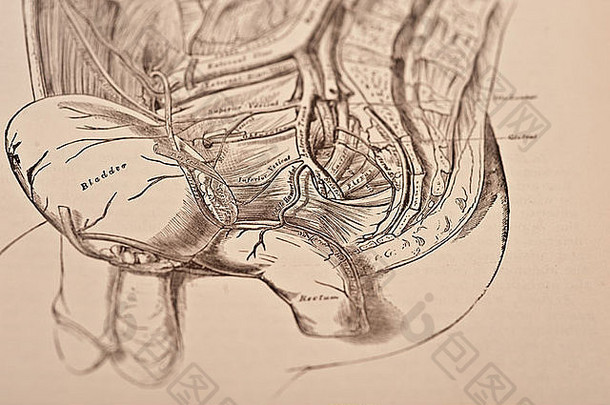 人体内脏、内脏和腹腔的古代医学插图。
