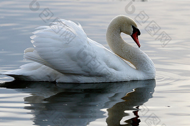 日落时湖中沉默的天鹅的美丽形象