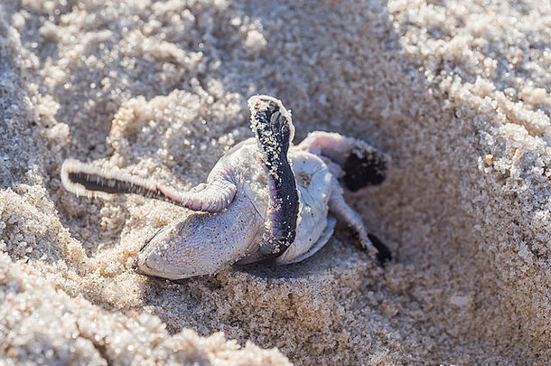 翻小绿色海乌龟龟鳖目mydas苦苦挣扎的海海滩坦桑尼亚
