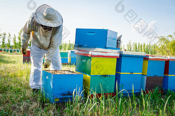 养蜂人控制情况蜜蜂殖民地采取蜂窝木框架