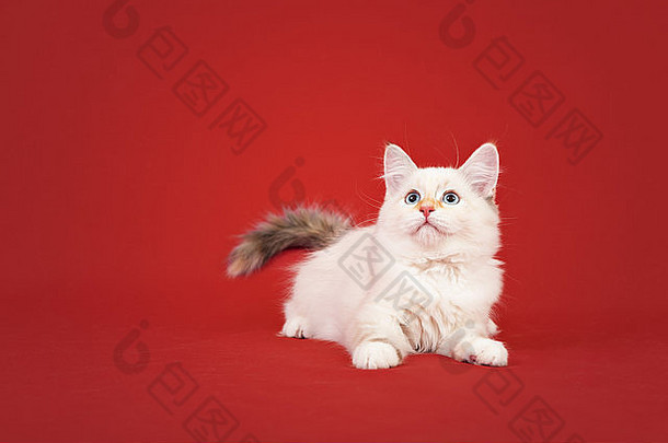 西伯利亚森林小猫孤立的红色的背景