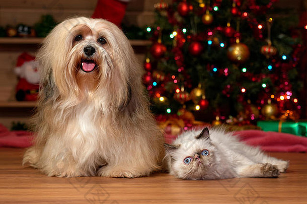 快乐的哈瓦那比熊犬和一只色点小猫在圣诞树前