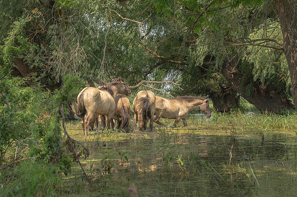 一群野生科尼克或波兰原始马（科尼克·波尔斯基或科尼克·比戈拉斯基）穿过多瑙河三角洲被洪水淹没的森林。通过在乌克兰多瑙河三角洲的埃尔马科夫岛上重新折叠乌克兰，释放了来自拉脱维亚自然保护区的17匹科尼克马
