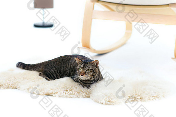 躺在毛皮地毯上的灰色条纹猫