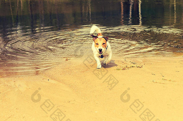 金沙滩上，狗从河水中游来