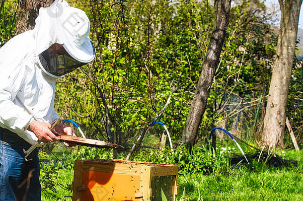 摄影师采取图片养蜂人花园蜜蜂飞行养蜂人真实的场景养蜂生活