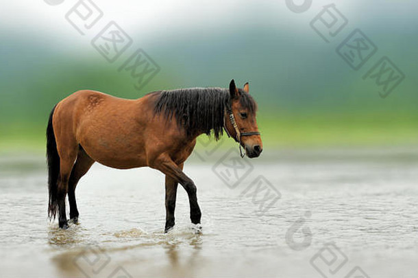 河里有一匹棕色的马。美丽的棕色动物在大自然的栖息地。大自然中的<strong>野马</strong>。