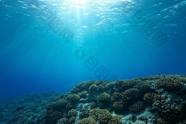 水下海景，阳光透过水面，<strong>海底</strong>珊瑚礁，自然景观，太平洋，法属波利尼西亚