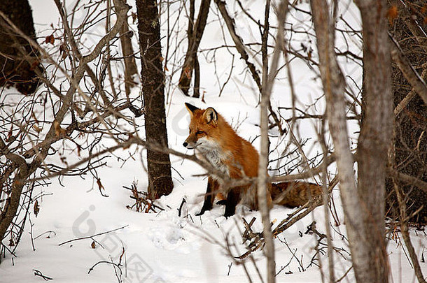 红色的狐狸阿尔伯塔省森林冬天