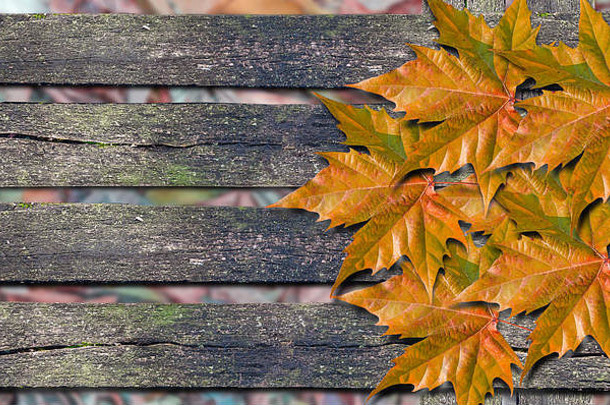 秋色背景，木板上有五颜六色的叶子