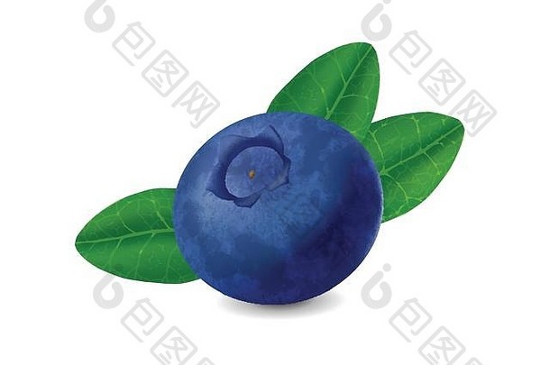 蓝莓在白色背景上分离。写实插图