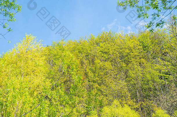 绿色树覆盖<strong>山坡</strong>上层颜色形式环境背景