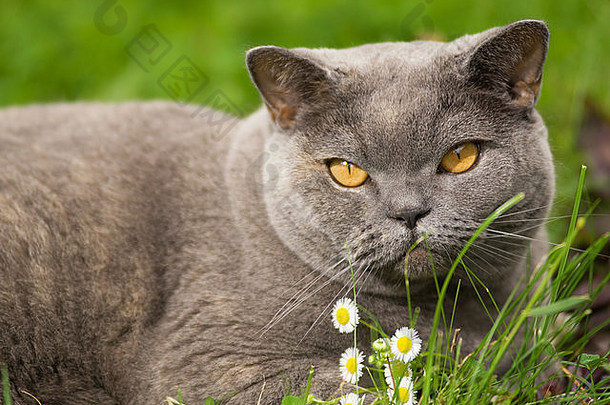 躺在绿草上的可爱的英国猫