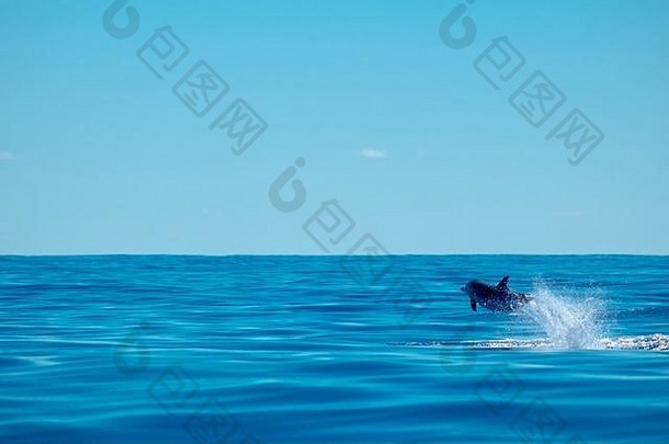 条纹海豚速度