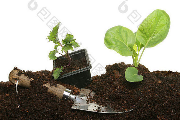 将蔬菜幼苗种植在土壤中，并用园铲将其放入塑料盆中