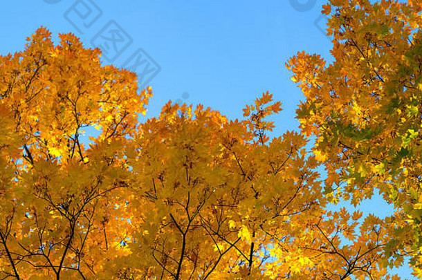 枫木橙色叶子背景蓝色的天空