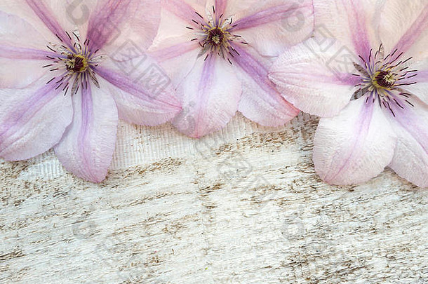 三朵<strong>珍珠</strong>粉铁线莲花在白色粗糙的彩绘板上