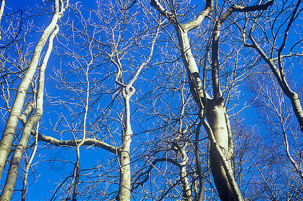 五棵普通的白蜡树与普通的桤木和银桦树争夺空间，对抗冬季晴朗的蓝天