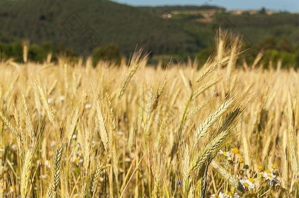 捷克共和国一块地上成熟的小麦。晚上在农场。粮食种植