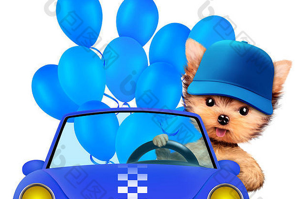 坐在汽车里拿着气球的滑稽动物
