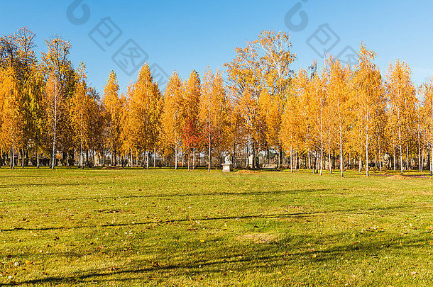 秋日桦树林的景色