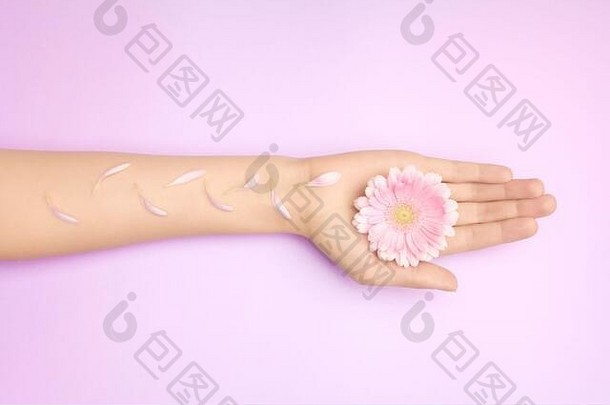 女人的手在紫色的背面有亮粉色的非洲菊花。产品或皮肤护理、天然花瓣化妆品、抗皱手部护理。