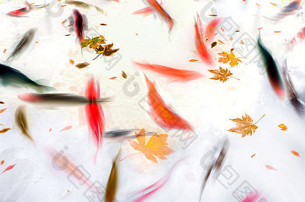 锦鲤鱼在池塘里游泳，带着秋天的叶子抽象水彩插图
