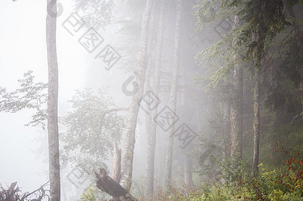 雾蒙蒙的森林和树木的图片