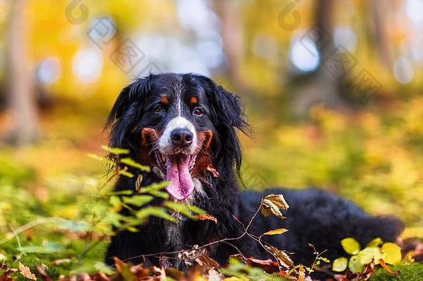 <strong>秋天</strong>森林里一只伯尔尼山狗的肖像画
