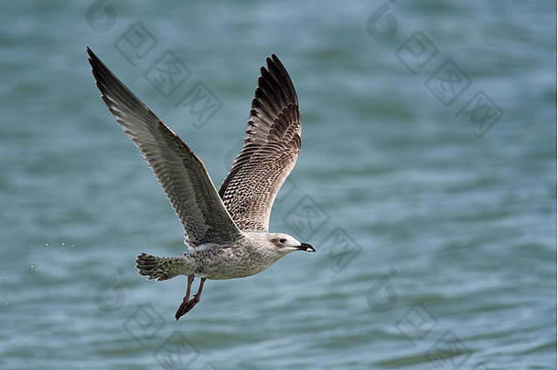少年鲱鱼金larus鸥飞行低海携带抓食物嘴金鸥科家庭空间复制