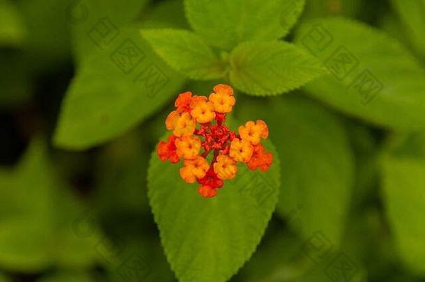 美丽的橙色热带花常见的马樱丹属马樱丹属卡马拉介绍了塞舌尔