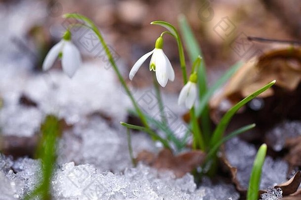 春天森林里的雪莲花。气候变暖的先兆象征着春天的到来。