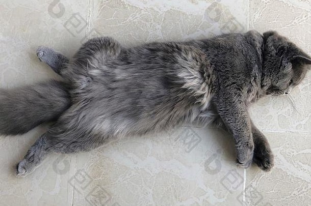 英国长毛灰猫，腿张开躺在地上