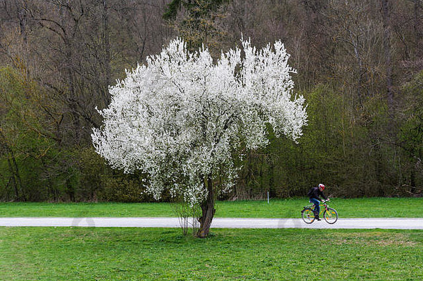 鲜艳的白花树映衬着公园田野抽象的美景