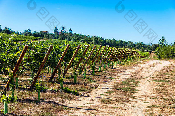秋天和秋天葡萄园里的一排排葡萄。日落前拍摄的酿酒厂农场种植园景观。