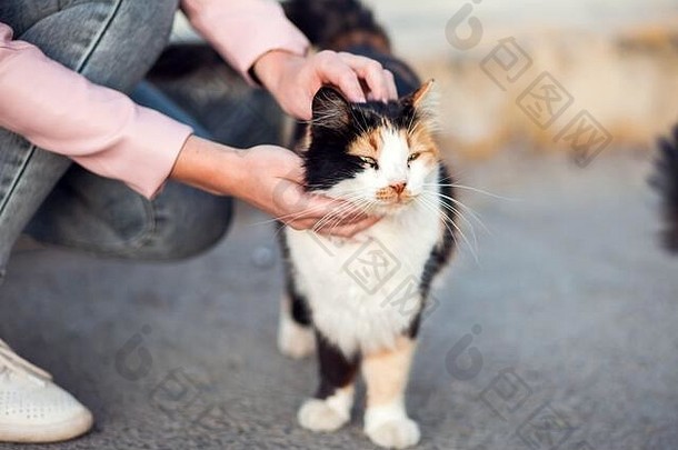一个女人在街上抚摸一只无家可归的可爱猫。动物保护和概念