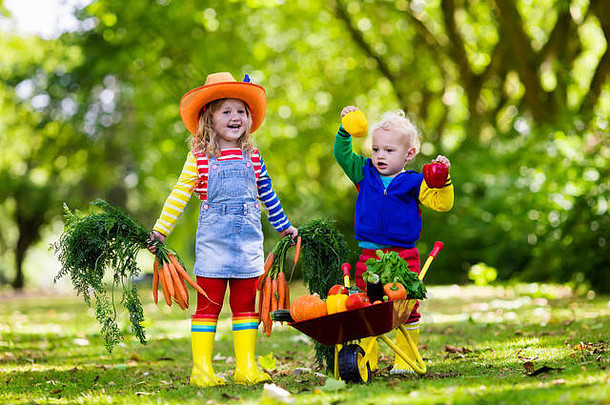 孩子们挑选新鲜的蔬菜有机生物农场孩子们园艺农业秋天收获有趣的家庭
