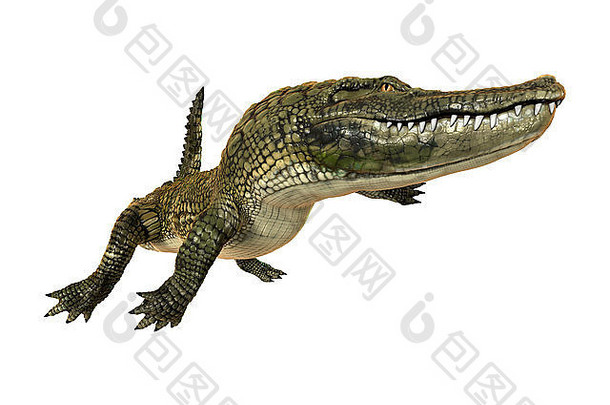 隔离在白色背景上的美洲短吻鳄的3D数字渲染