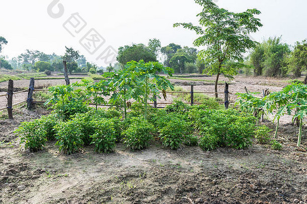 泰国农村水田中的木瓜树自家种植的蔬菜园。