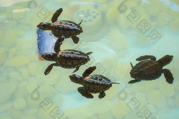 小海龟在清澈的海水下孵化、游泳和觅食。