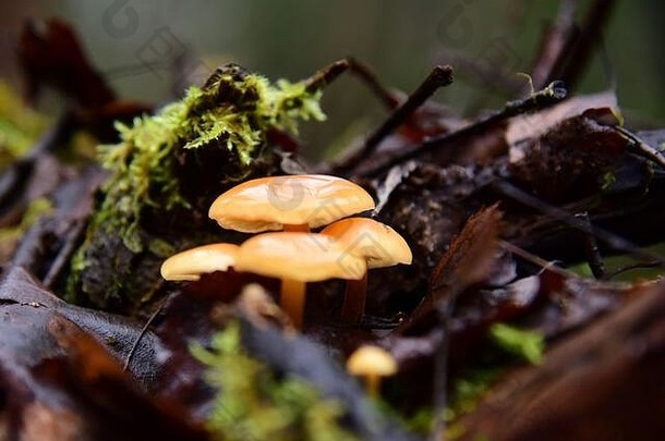 明亮的闪亮的蘑菇half-rotted树桩森林