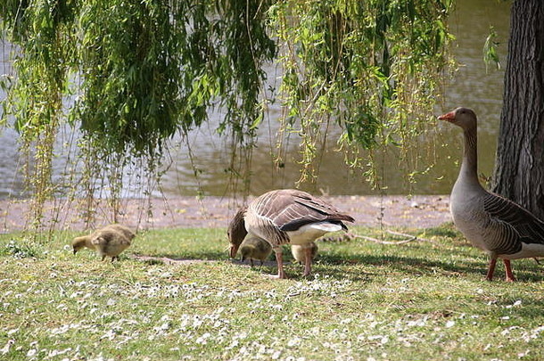 鹿特丹一片草地上的灰鹅和小鸡