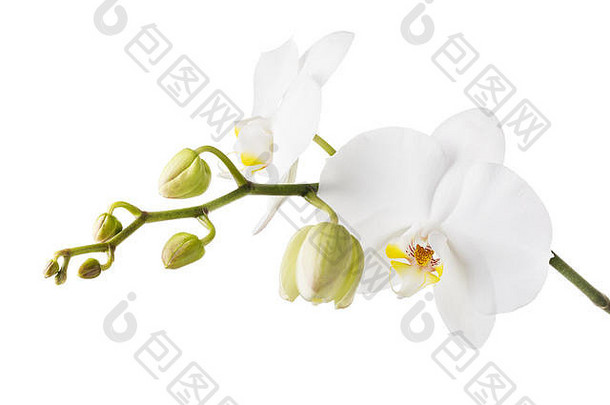 盛开的白色兰花孤立的背景分支美丽的盛开的花特写镜头